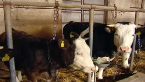 Konfirmohet një rast i sëmundjeve infektive te gjedhet